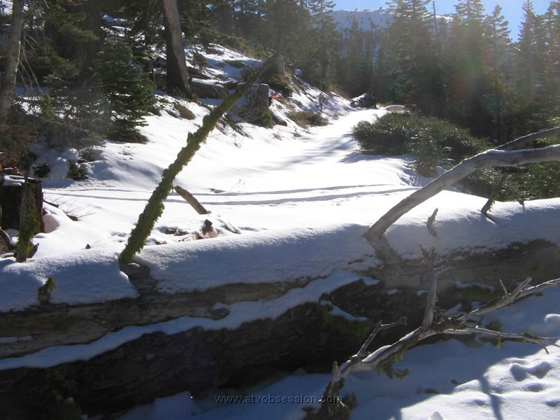 020. Oops.  Big Log Down..jpg