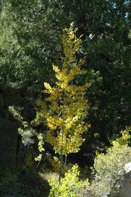 126. Larry finding the pretty trees..jpg