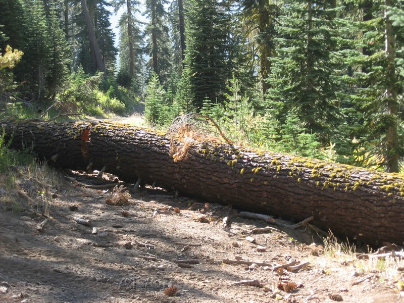 18. It's a big one...could be problematic..jpg