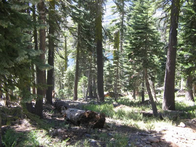 08. Snake Lake through the trees..jpg
