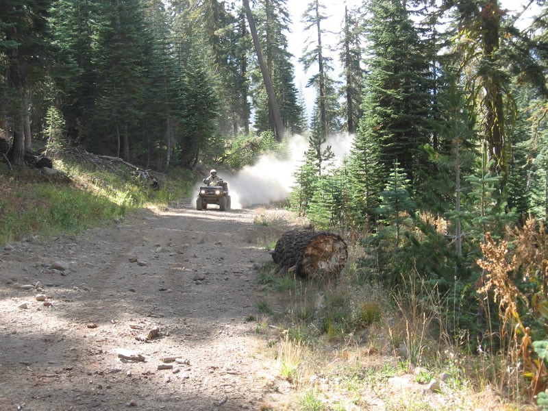 40. Mr. Bill near the tree removal site..jpg