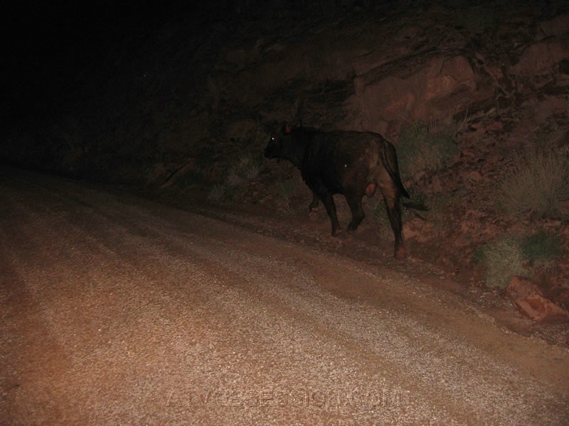 261. After slamming on the brakes..he trots off..jpg