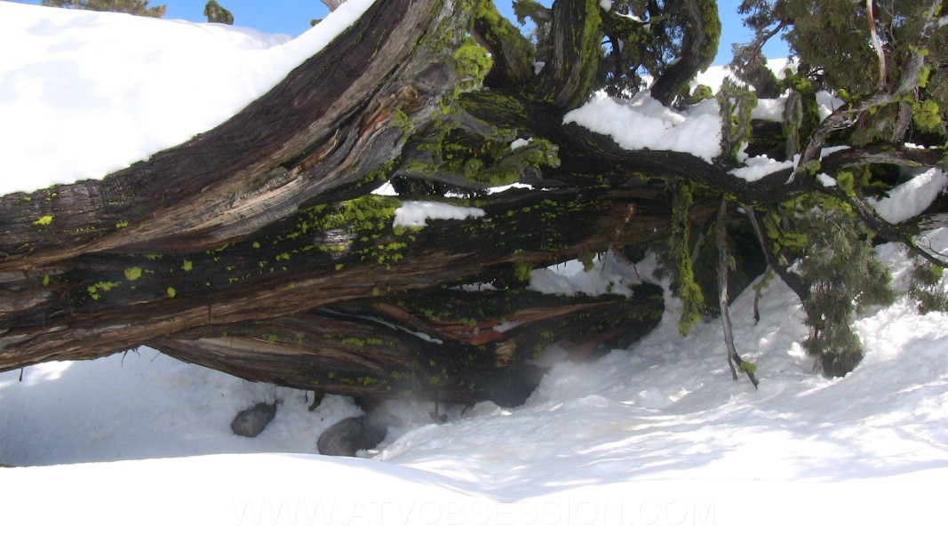 19. The force of the blow broke branch..jpg