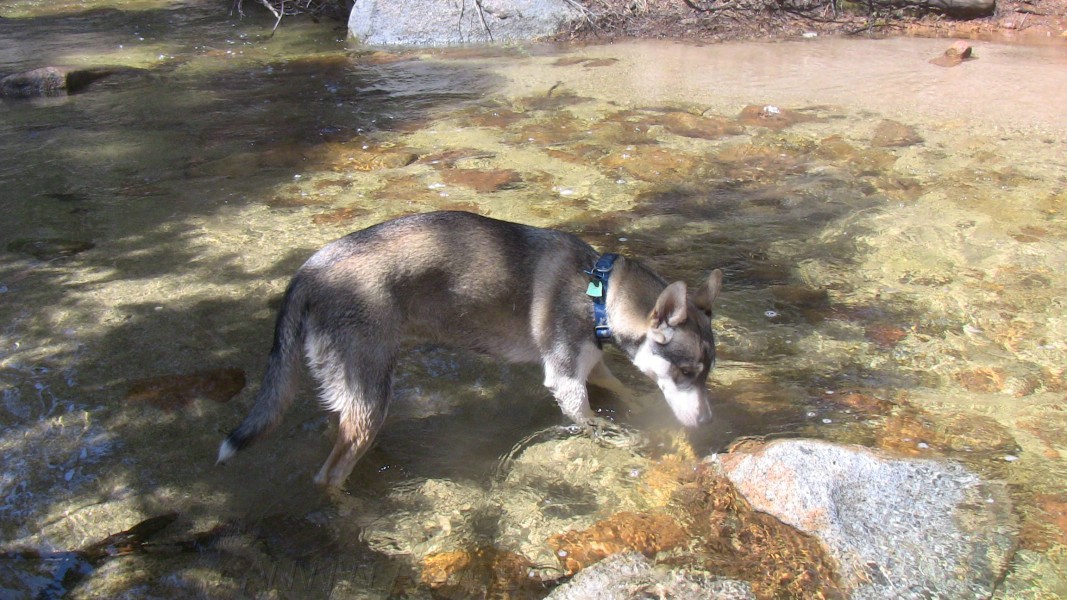 09. Does my dog now have to use the bridge..jpg