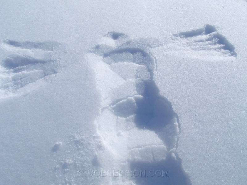 33. The snow was so firm, it looked more like snow bee..jpg