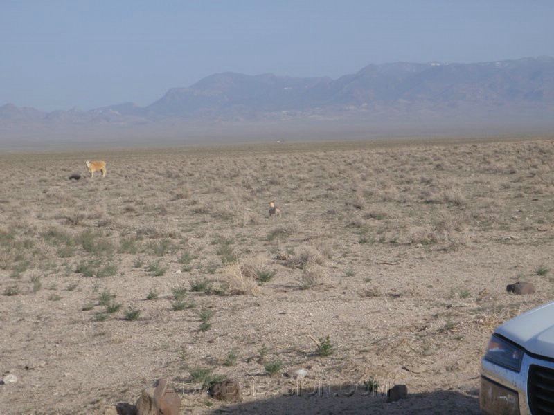 122. Carter wants a piece of cow in this stand off..jpg