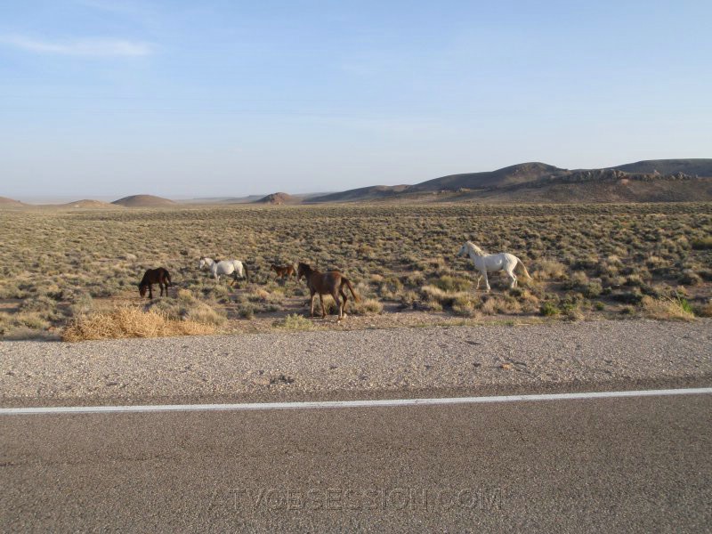 124. Headed back, we run into more horses..jpg