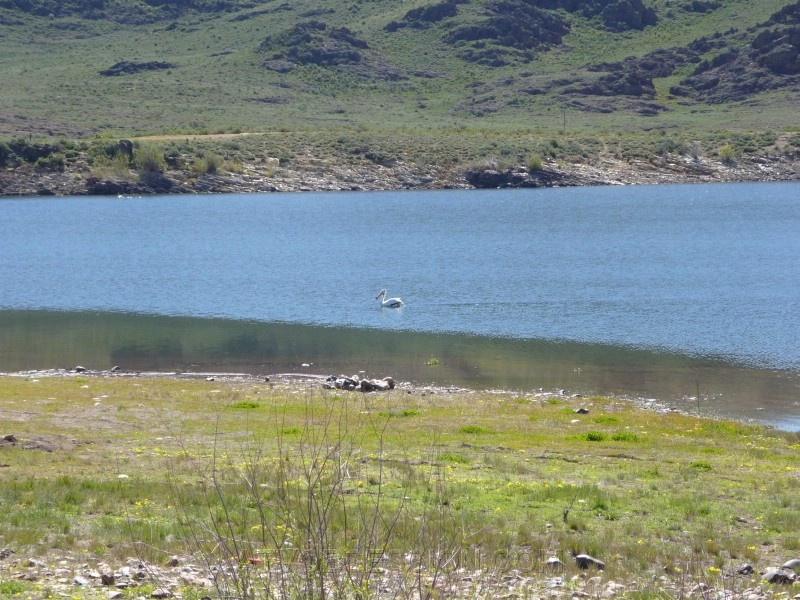 04.Pelican...in the middle of Nevada.jpg