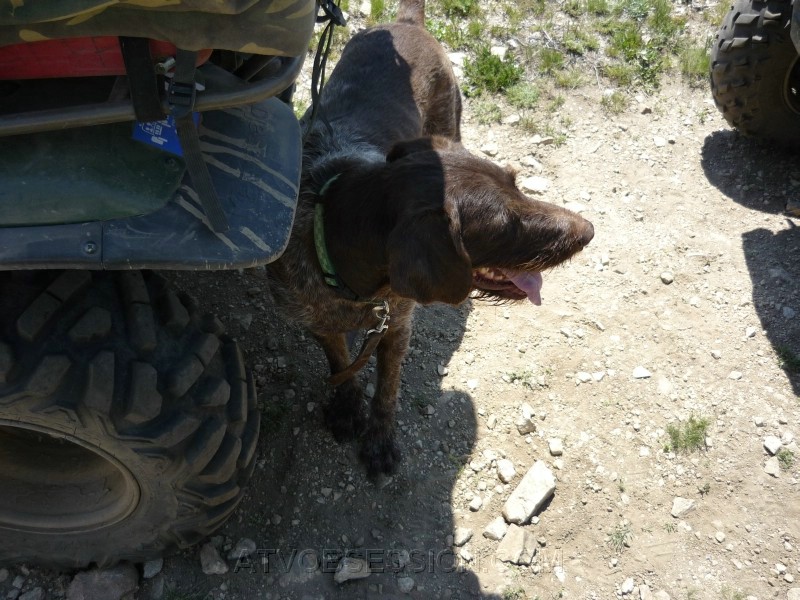 40.Burko....the ridin dog.jpg